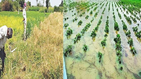 अरबी समुद्रात कमी दाबाचा पट्टा तयार!