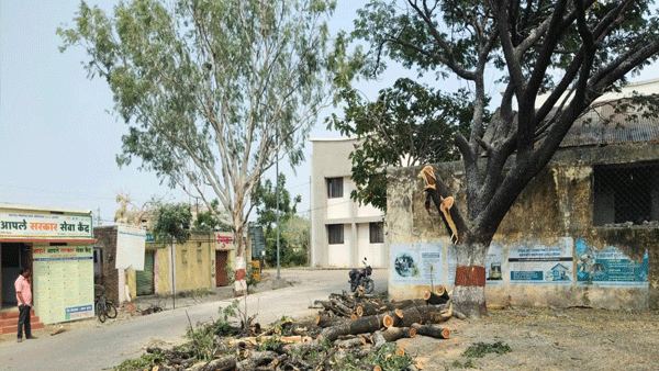 तहसील कार्यालय परिसरातील झाडांची विनापरवानगी तोड