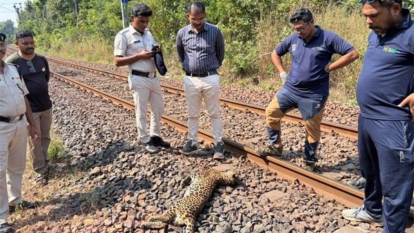 रेल्वे अपघातात बिबट्याचा मृत्यू