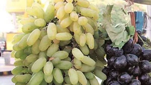 द्राक्षांच्या व्यवहारात निर्यातदाराला २० लाखांचा गंडा