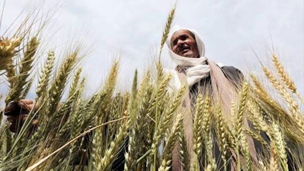 रब्बी हंगामातील शेतकऱ्यांसाठी दिलासादायक वृत्त