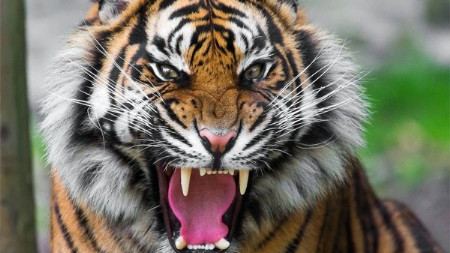 वाघाच्या हल्ल्यात मजुराचा मृत्यू