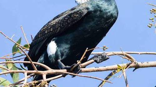 महाराष्ट्र पक्षिमित्र पुरस्कार जाहीर